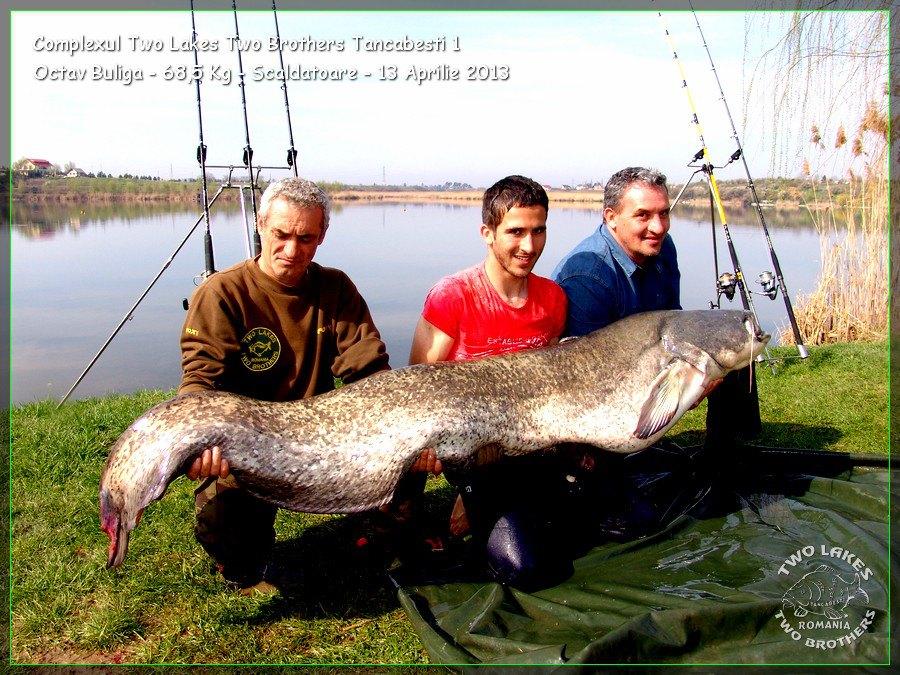 catfish pe tancabesti - 5447983788221688981931021934109n.jpg